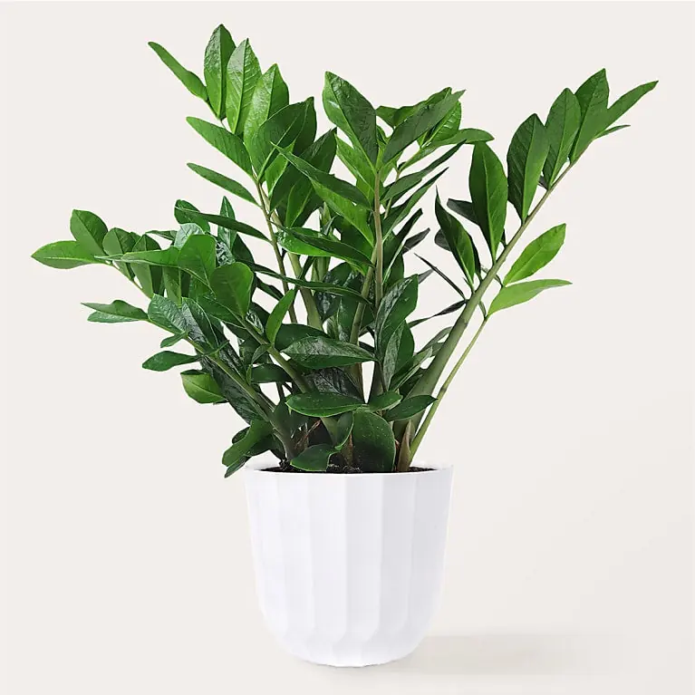 How to Care for Snake Plants: Low-Light and Low-Water Guide