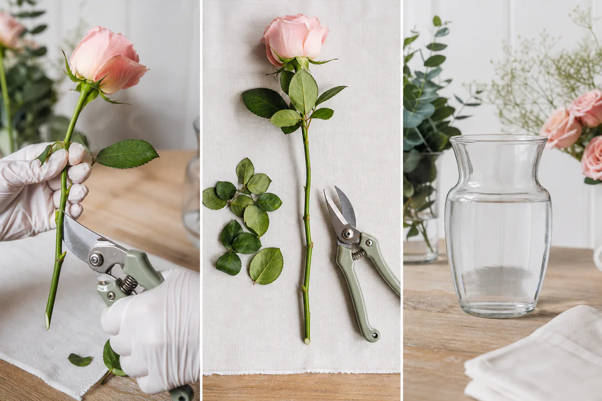 Cut rose stem preparation showing trimming, leaf removal, and a clean vase