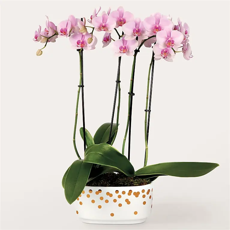 Pretty in Pink Orchid Garden from ProFlowers