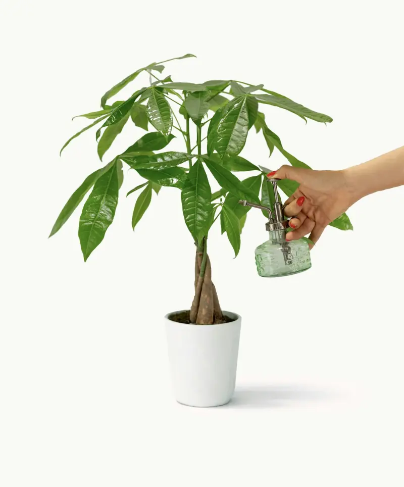 Singapore Money Tree from BloomsyBox in a ceramic pot
