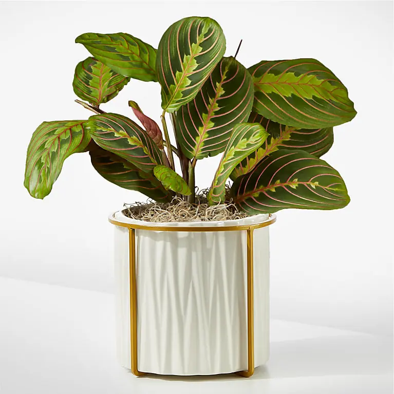 Red Prayer Plant from FTD with patterned green leaves and red veins