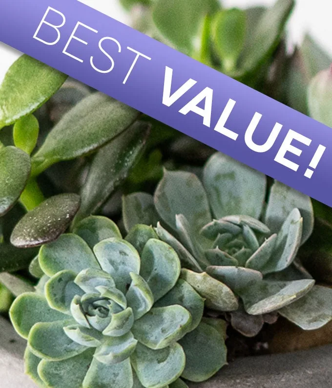 Florist Designed Succulent Garden from From You Flowers