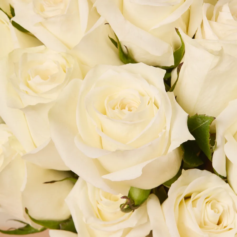White rose bouquet from The Bouqs Co.