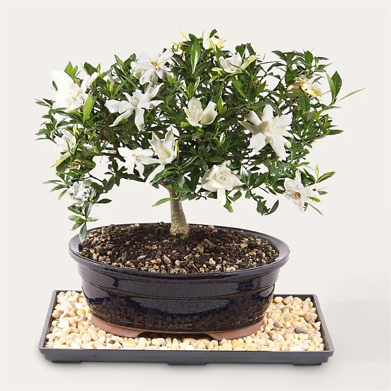 Gardenia Bonsai from ProFlowers in a ceramic planter