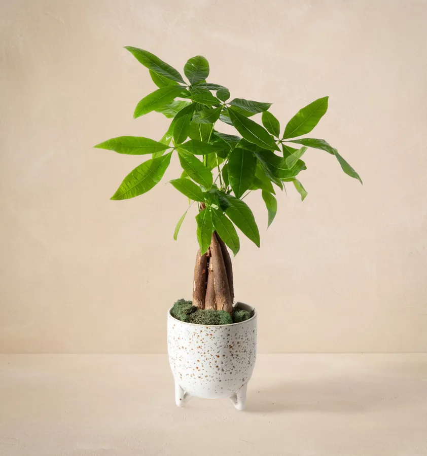 The Dinero money tree from UrbanStems in a decorative pot